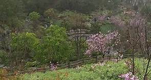 Japanese Friendship Garden Cherry Blossom Festival returns to Balboa Park
