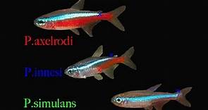 Neon Tetras | The MOST Popular Nano Fish