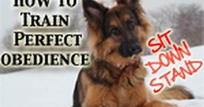 How To Teach Any Dog PERFECT Obedience! (Sit,Down,Stand)