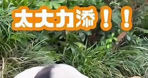 【#動物小記】樂樂生日快樂🐼！... - 香港海洋公園 Ocean Park Hong Kong