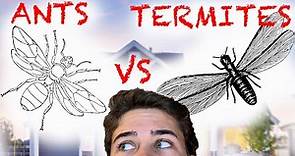 Flying Ants VS Flying Termites (AKA Swarmers)