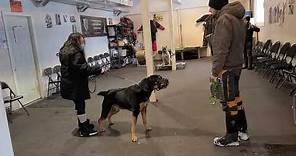 Training a REACTIVE ROTTWEILER session 1