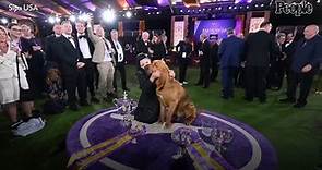 Trumpet the Bloodhound Wins Best in Show at the 2022 Westminster Dog Show