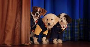 Pup Academy (TV Series 2019)