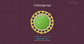 DISEASES CAUSED BY INSECTS/ Dengue fever/ Chikungunya/ Leptospirosis