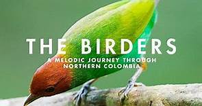 THE BIRDERS | A Melodic Journey through Northern Colombia