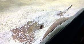 Freshwater Stingray Care Guide - Is a Stingray Home Aquarium Right For You?