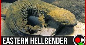 We Found a MASSIVE 2' Salamander - Hellbenders Explained