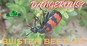 Truth about Blister Beetles - Are they dangerous to Humans | Nature Connection