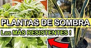 Estas 7 Plantas CRECEN En La SOMBRA 😱| Plantas De Interior RESISTENTES Con Poca LUZ