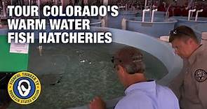 Tour one of Colorado's warm water fish hatcheries...