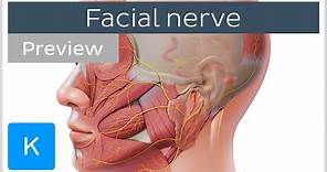 Facial nerve: branches and course (preview) - Human Neuroanatomy | Kenhub