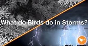 What do Nesting Birds do in Storms? Timelapse + Highlights