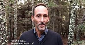 A versatilidade do pinheiro-bravo | António Nora