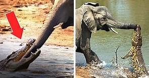 10 animales que pueden matar fácilmente a un elefante