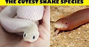 The CUTEST SNAKES in the world | Snakes can be cute too