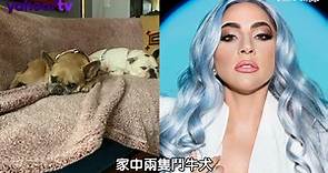 Lady Gaga愛犬找到了!女子巷內撿到千萬網友超羨慕
