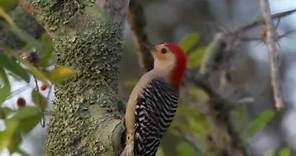 Red-bellied Woodpecker (with sound)