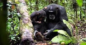 Chimpanzee Trailer - In Theaters April 20