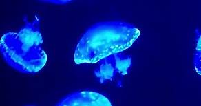 The Venomous Vortex: Jellyfish