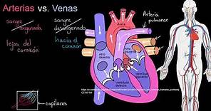 Arterias vs. Venas. ¿Cuál es la diferencia? | Khan Academy en Español