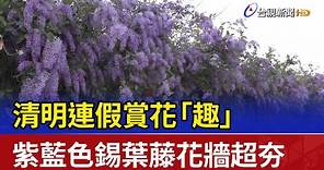 清明連假賞花「趣」 紫藍色錫葉藤花牆超夯
