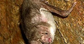 Murciélago vampiro: características, alimentación, reproducción, comportamiento