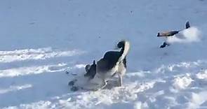 Husky Loves the Snow