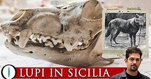 Il LUPO in SICILIA: mistero, storia e origini