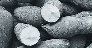 What to know about cassava