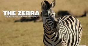 The Zebra - Everything you need to know about Zebras