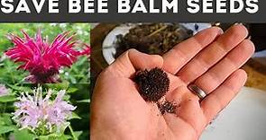 How to Save Bee Balm Seeds (Monarda)