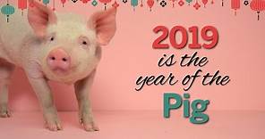 Chinese New Year: The Year of the Pig