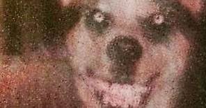Smile Dog: la historia detrás de la imagen que te condenará a una terrible maldición si la ves