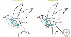 Avian Anatomy Basics