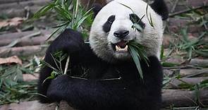 Panda Predators: These 6 Animals Kill and Eat Pandas