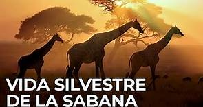El Mundo Salvaje: La Sabana Africana | Free Documentary Nature - Español