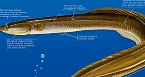 Infographic: All About the American Eel