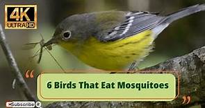 6 Birds That Eat Mosquitoes 4K