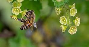 遭蜜蜂咬傷可塗尿救急 毒物專家證實：後續要盡早就醫｜東森新聞
