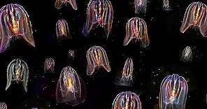 Glowing Neon Jellyfish floating through ocean: HD video