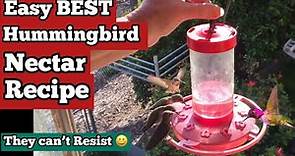 How to Make Hummingbird Nectar Recipe FOOD * PERFECT for Feeder to Attract Hummingbirds FAST & EASY