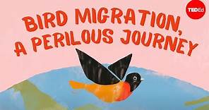 Bird migration, a perilous journey - Alyssa Klavans