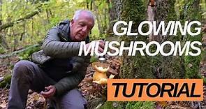 10 tips for glowing mushrooms photography