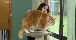 Omar, 120 centimètres, plus grand chat du monde?