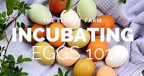 Incubating Eggs 101 // Hatching Chicken Eggs // The Elliott Farm