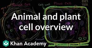 Overview of animal and plant cells | Biology | Khan Academy