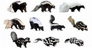 Species of Skunks | All Types of Skunks | English