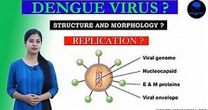 Morphology , Structure and Replication of Dengue virus || BIOINZ CLASSES (PURA ANYO)