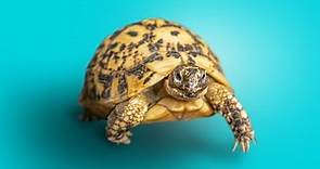 Greek Tortoises: An Introdcution to the Subspecies!